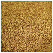 Alfalfa Sprout Seed #10 can