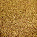 Alfalfa Sprout Seed #10 can